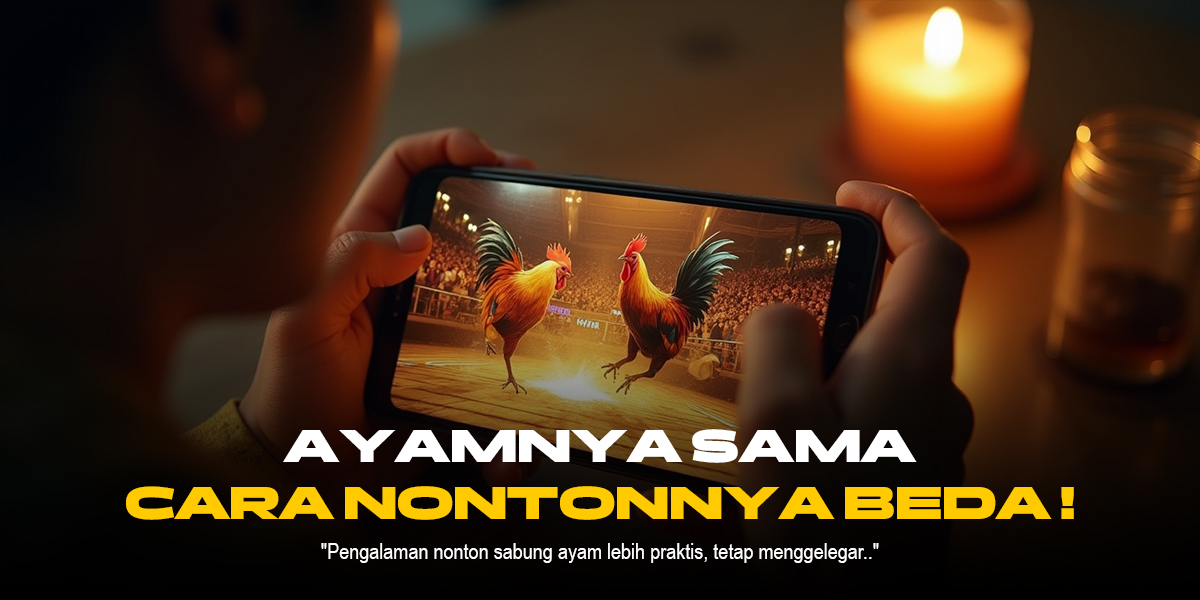 Kenali Ayam Bangkok, Raja Sabung Ayam di SV388